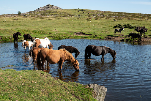 Beautiful Dartmoor ponies take a refreshing dip and drink on a hot Summer day on Dartmoor