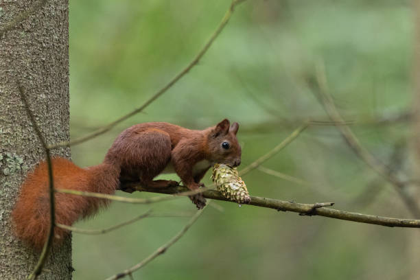 Eurasian Red Squirrel sitting on pine branch in early spring with spruce cone, Bialowieza forest, Poland, Europe