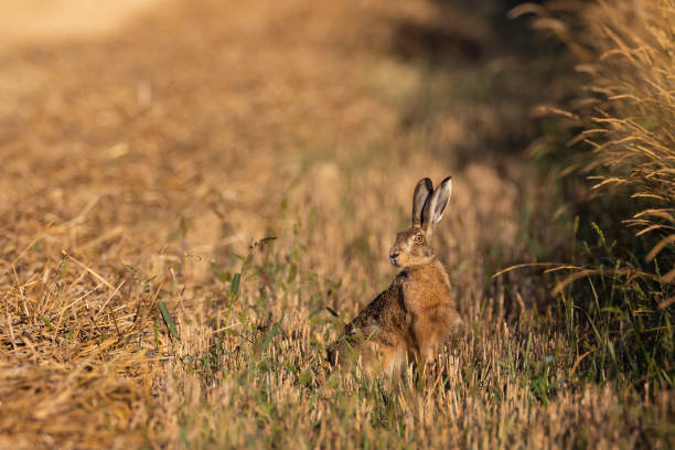 istock Hare in light of rising sun 1269829584