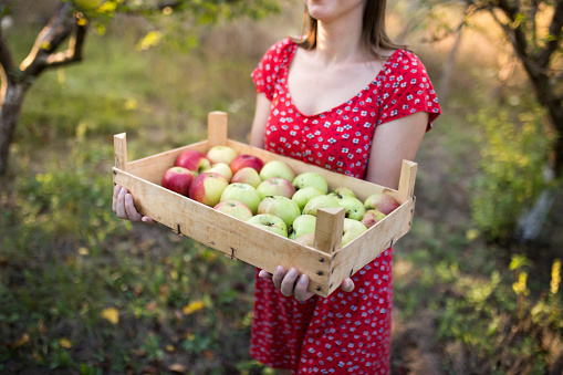 A beautiful young woman is picking apples in an orchard