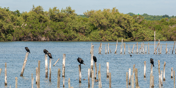 Flock of great cormorant, Phalacrocorax carbo, in the Ornithological Reserve of Teich, next to the Arcachon Bay, in the Gironde Department, France