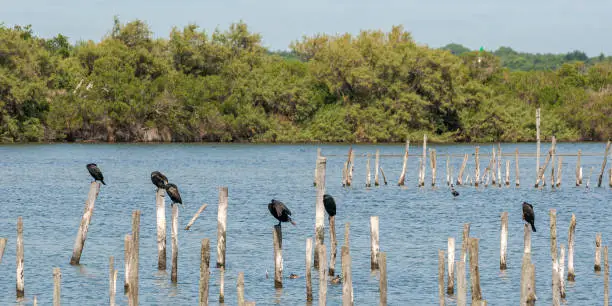 Photo of Flock of great cormorant, Phalacrocorax carbo