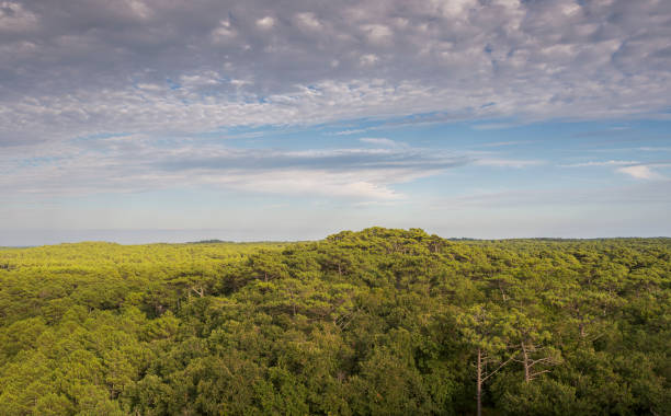 istock Forest of Maritime pine tree, Pinus pinaster 1269830021