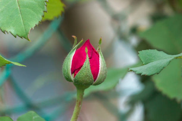 piccolo bocciolo rosa rosa crescono nel giardino estivo da vicino - spring bud horizontal color image foto e immagini stock