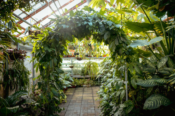 istock Various exotic plants in a botanical garden, closed greenhouse. 1269832303