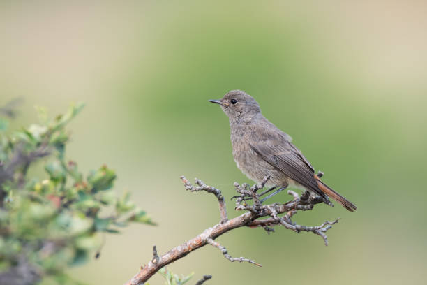 istock Close-up portrait of single black redstart bird (Phoenicurus ochruros) 1269832600