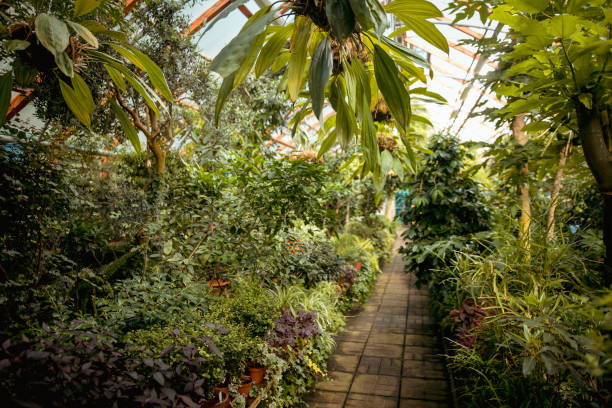 istock Various exotic plants in a botanical garden, closed greenhouse. 1269832660