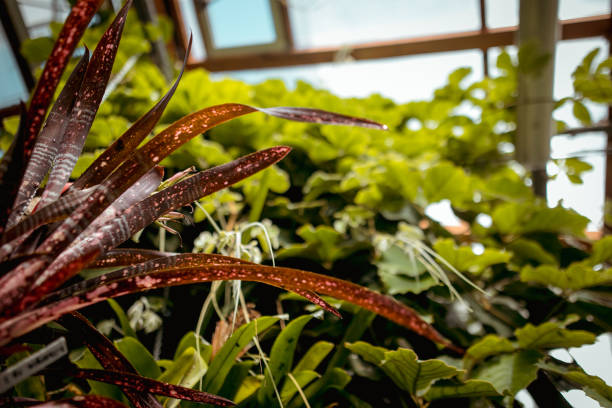 istock Various exotic plants in a botanical garden, closed greenhouse. 1269832800
