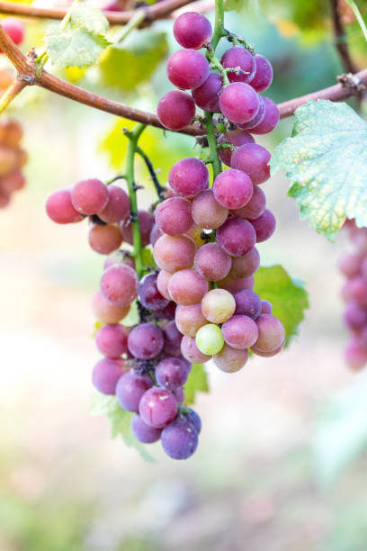 istock Black grape and leaves against sunlight. Vignette. 1269833490