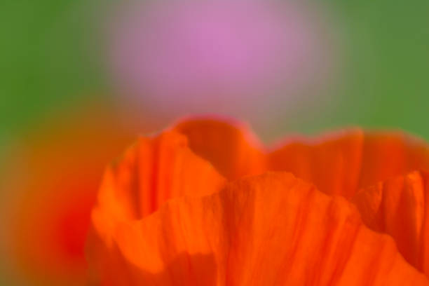 istock Colorful blurred background with red poppy petals 1269834260