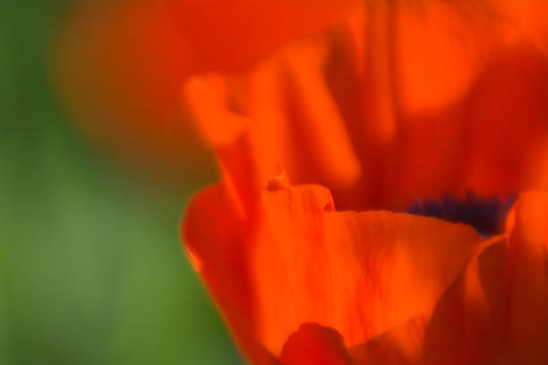istock Blurred background with red poppy flower 1269834383