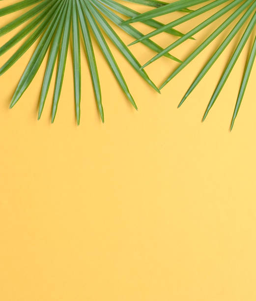istock Tropical palm leaves top frame on yellow background. Top view, copy space. 1269836883