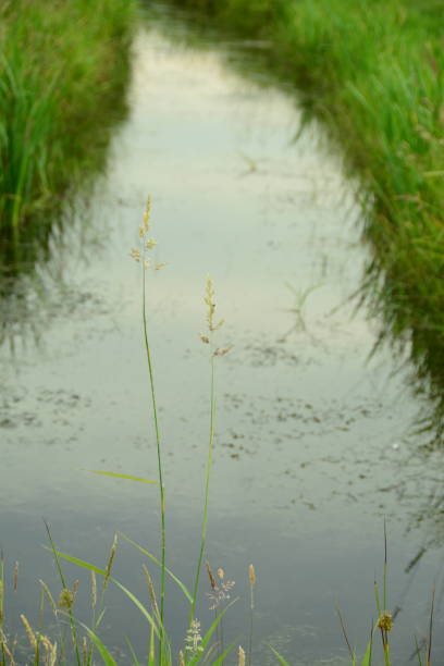istock Bent grass in front of a Ditch. 1269836923