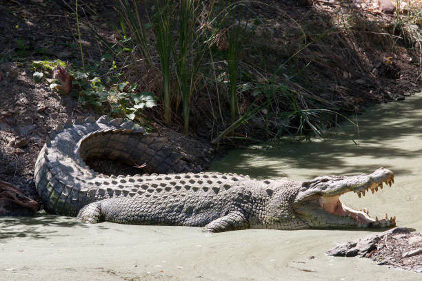 Salt Water or Estuarine Crocodile