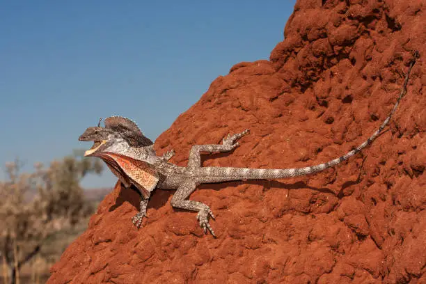 Frill-necked Lizard resting on termite mound