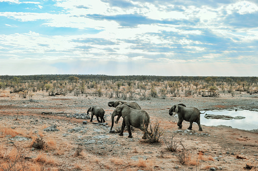Small elephant family leaving the waterhole after a drink in the afternoon.