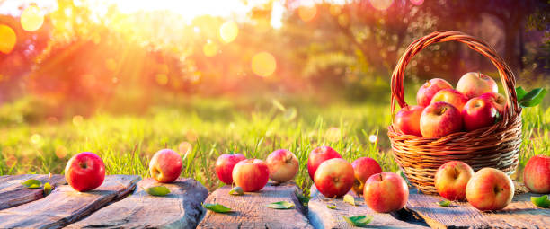 mele rosse in cesto su tavolo di legno in frutteto al tramonto - sfondo autunnale - orchard fruit vegetable tree foto e immagini stock