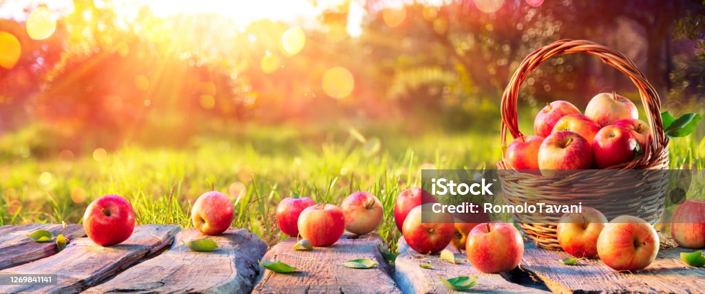 Red Apples In Basket On Wooden Table in Orchard At Sunset - Autumn Background Basket fo Apples On Old Plank in Agricultural Field At Sunset - Autumn Background Autumn Stock Photo