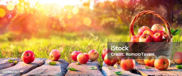 Red Apples In Basket On Wooden Table In Orchard At Sunset Autumn Background Stock Photo - Download Image Now