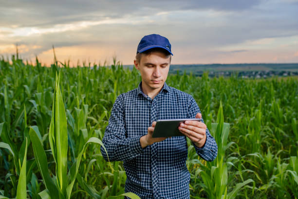 contadino stand in campo mais, giovane agronomo con touch tablet pc, tecnologia innovativa. agricoltura di precisione con soft di gestione dei dati online - ipad farmer agronomy pc foto e immagini stock