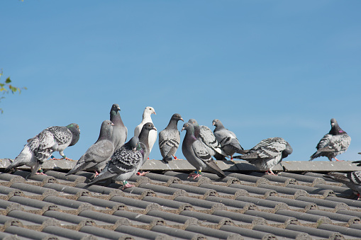 Homing pigeons sitting on the roof of a house on a blue sky