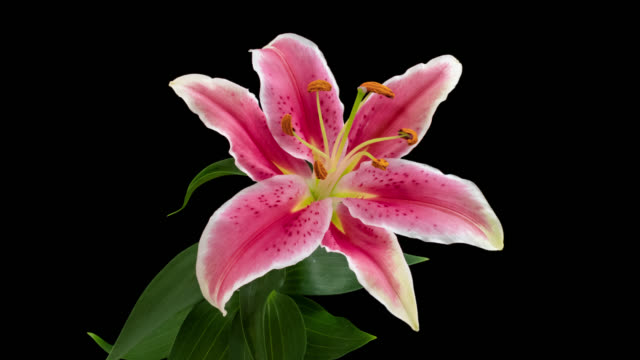 Macro time lapse opening pink Orienpet Lily flower, isolated on pure black background