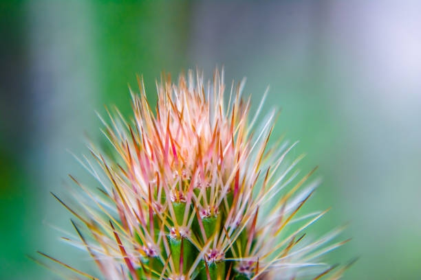 Macro closeup to the spines of a cactus with selective focus. Cactus with long red pointed spines with selective focus. copy space.