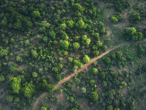 aerial view on the green trees in the bush land of lower zambezi area in Zambia