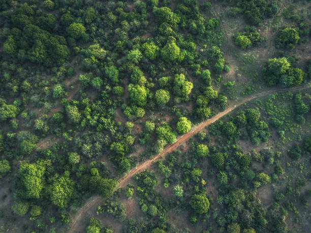 vista aérea sobre a terra do mato verde na área inferior zanbezi na zâmbia - scenics landscape nature the natural world - fotografias e filmes do acervo
