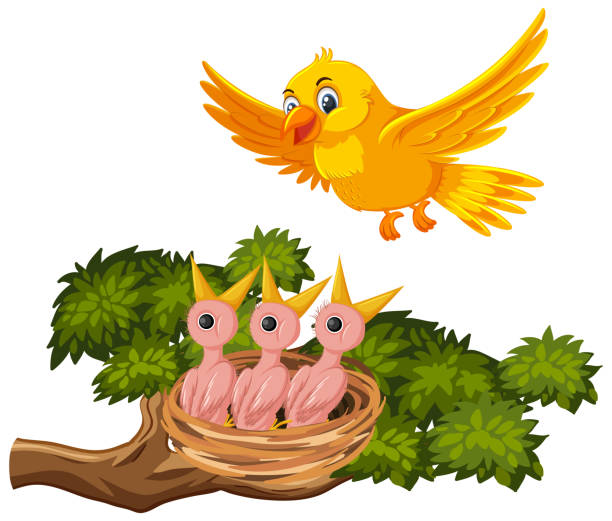 Mother Bird Feeding Chicks Stock Illustration - Download Image Now -  Animal, Animal Nest, Baby - Human Age - iStock