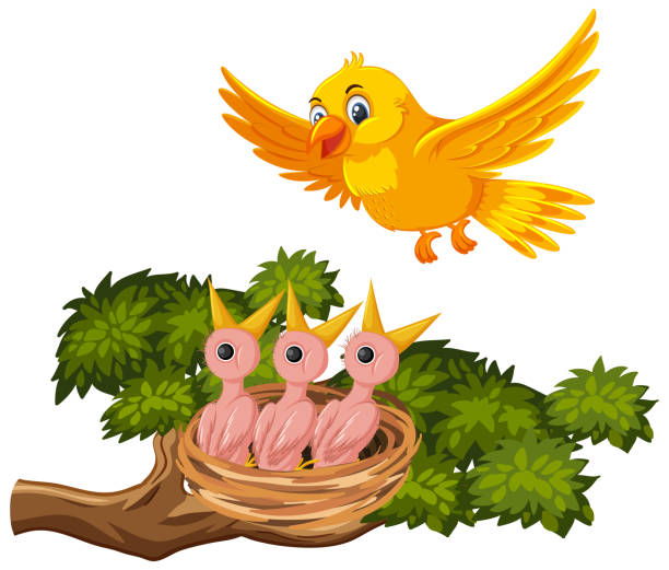 Mother Bird Feeding Chicks Stock Illustration - Download Image Now - Animal, Animal Nest, Baby - Human Age - iStock Mother Bird Feeding Chicks Stock Illustration - Download Image Now - Animal, Animal Nest, Baby - Human Age - iStock