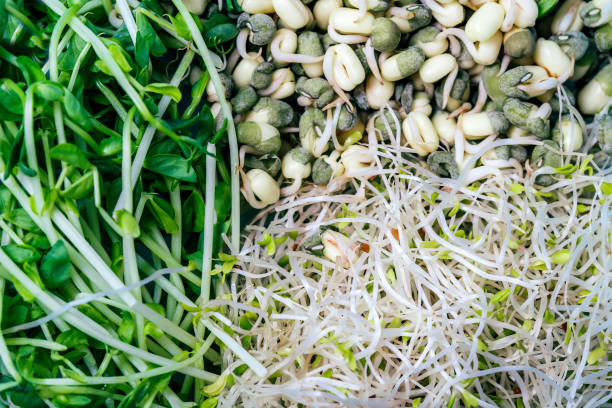 fond de pois de neige frais, mung et pousses de luzerne. - legume bean lentil cereal plant photos et images de collection