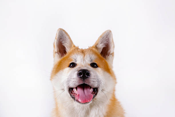 istock 9 months old akita inu doggy 1269845903