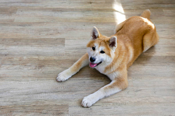 istock 9 months old akita inu doggy 1269846026