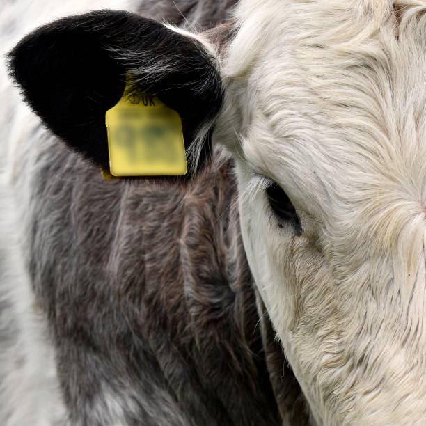 istock Calf cow ear tagged close up. 1269847098