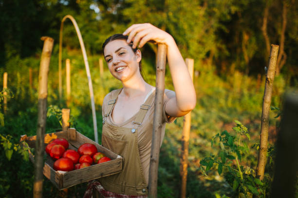 istock A young woman is picking a tomato 1269848270