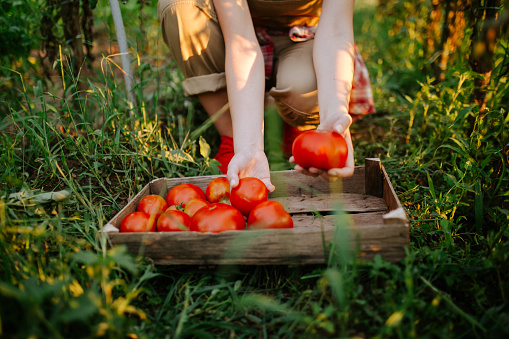 A young woman is picking a tomato
