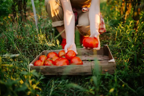 Photo of A young woman is picking a tomato