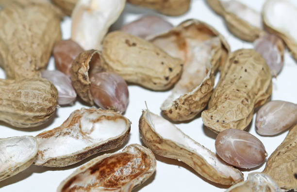 istock Organic peanuts in shell isolated on white background. Heap of peanut closeup 1269850506