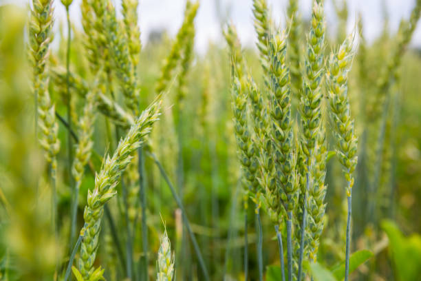 Green ears of wheat in the field stock photo