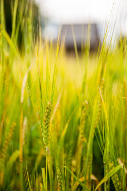 Vertical close-up of ears of barley in the field stock photo