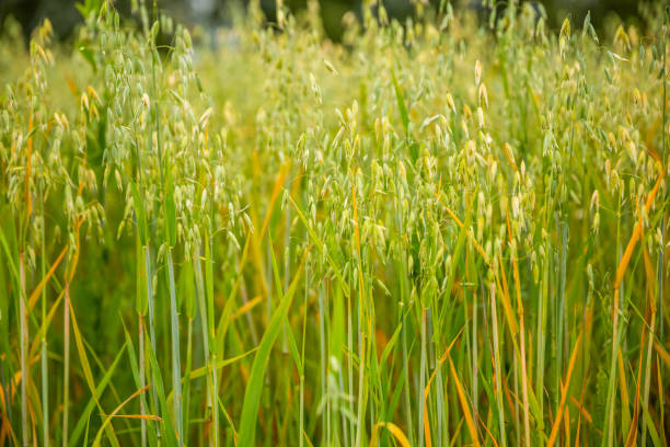 Ears of oats in the field stock photo