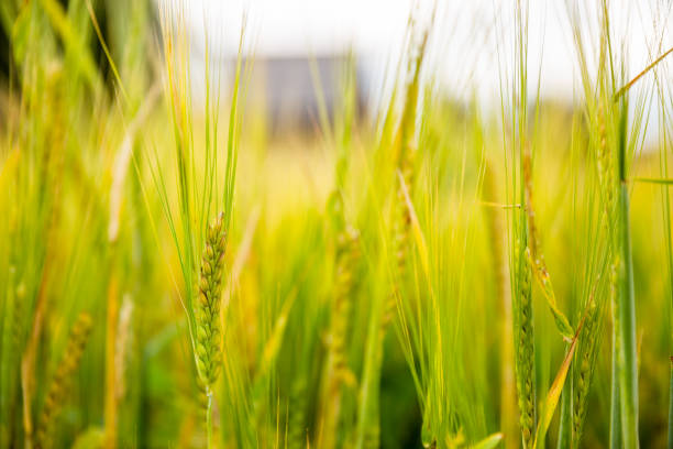 Close-up of ears of barley in the field stock photo