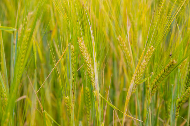 Ears of barley in the field closeup stock photo