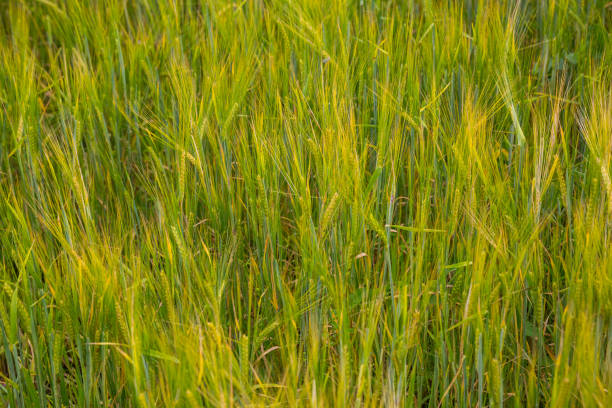 Ears of barley in the field background stock photo