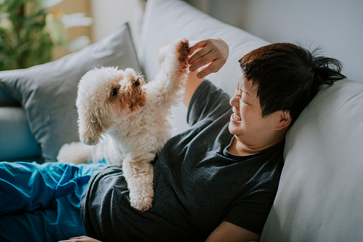 toy poodle male dog morning time with his owner asian chinese woman on sofa bonding time