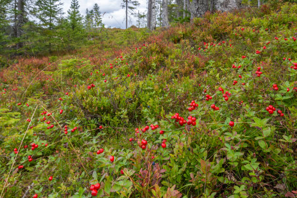 spot nella foresta con bearberry (arctostaphylos uva-ursi) - bearberry foto e immagini stock