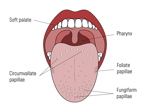 Human Mouth and Tongue. Lingual Gustatory Papillae and Taste Buds.