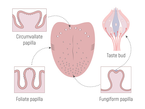 A crossâsectional view of the lingual gustatory papillae and taste buds of the tongue. Gustatory Anatomy.