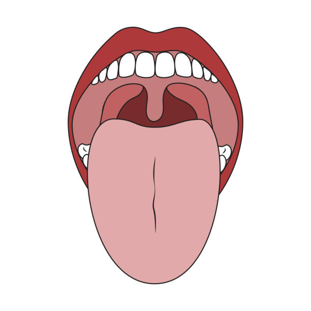 illustrazioni stock, clip art, cartoni animati e icone di tendenza di bocca e lingua umana. cavità orale - mettere fuori la lingua